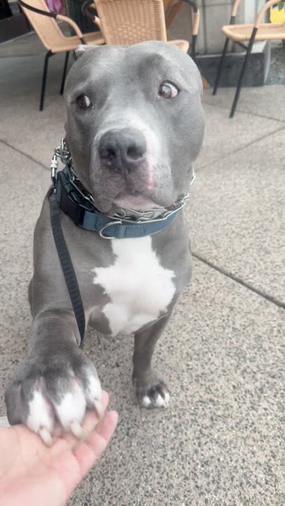 Enlarge Tankie, an adopted mixed breed in Weston, MA video 2/6