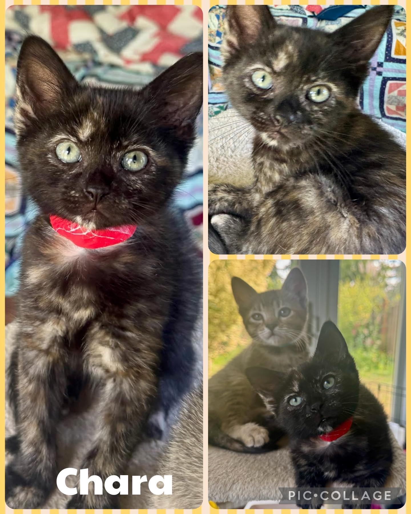 Enlarge Chara, an adopted Domestic Short Hair in Newberg, OR image 1/1