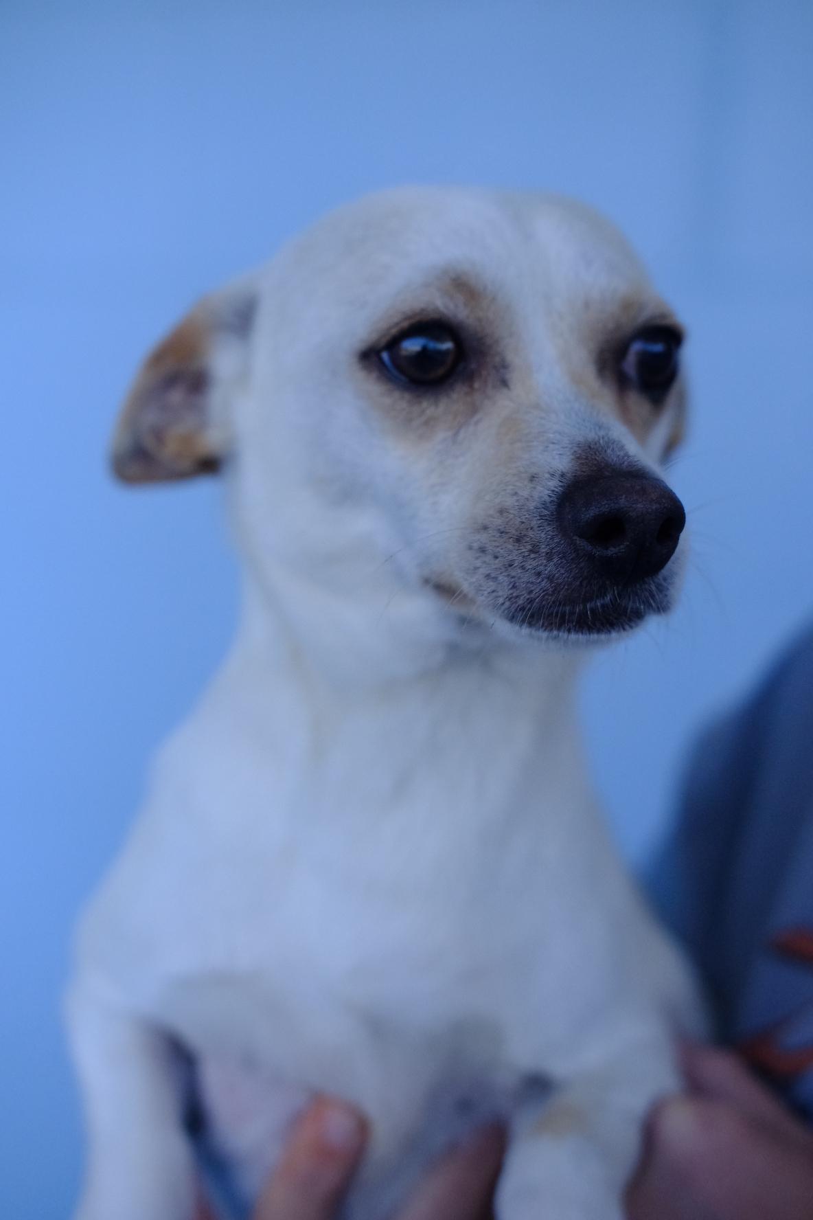 Luca, Adoptable, Adult Male Chihuahua & Chihuahua.