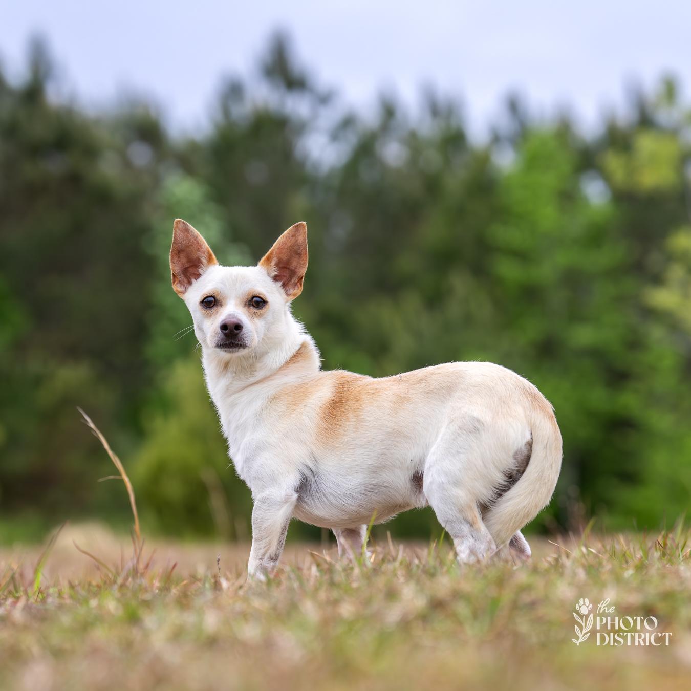 Luca, Adoptable, Adult Male Chihuahua & Chihuahua.