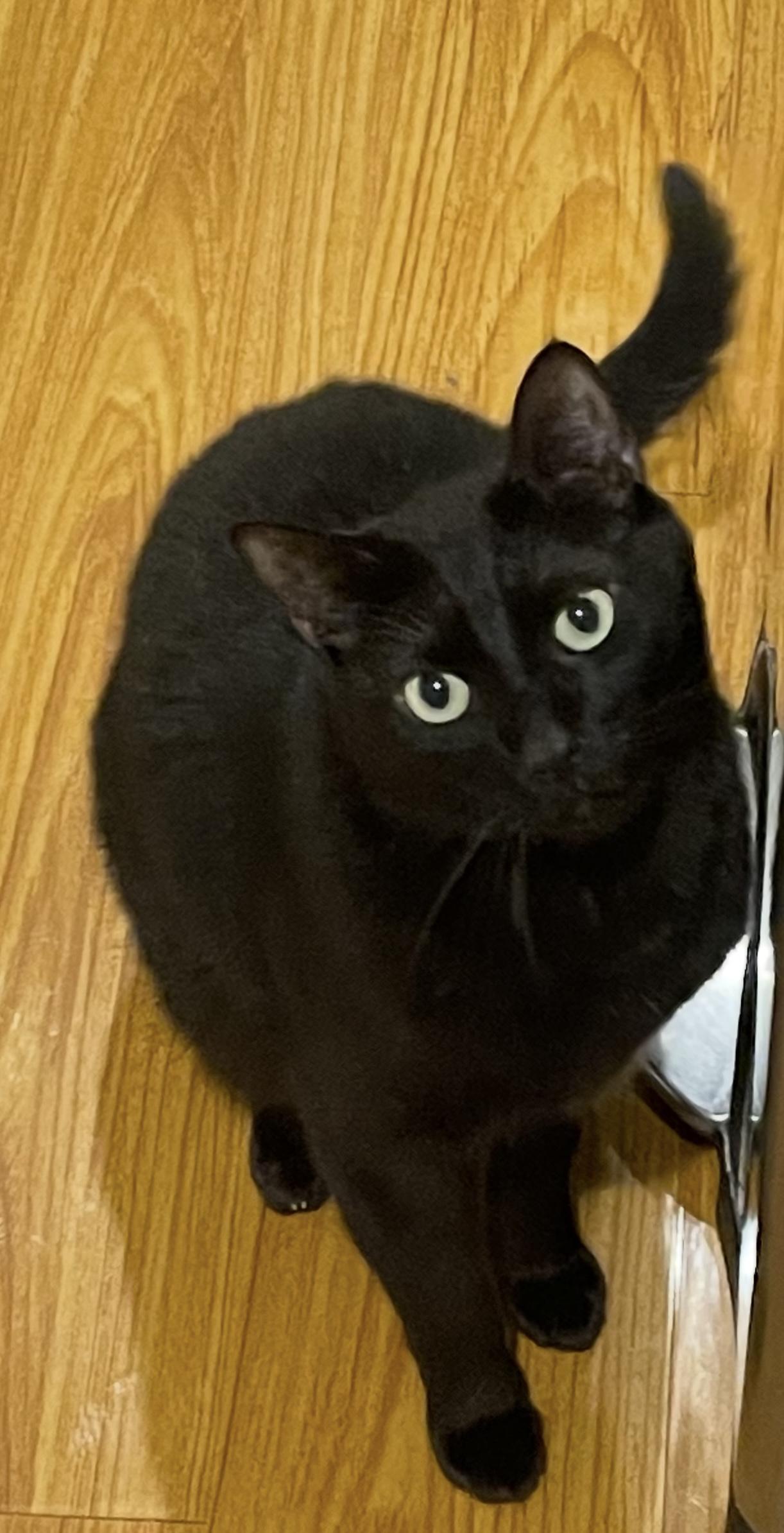 Bennie — thumbnail 2