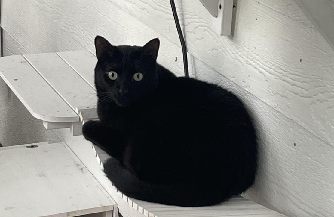 Bennie — thumbnail 4