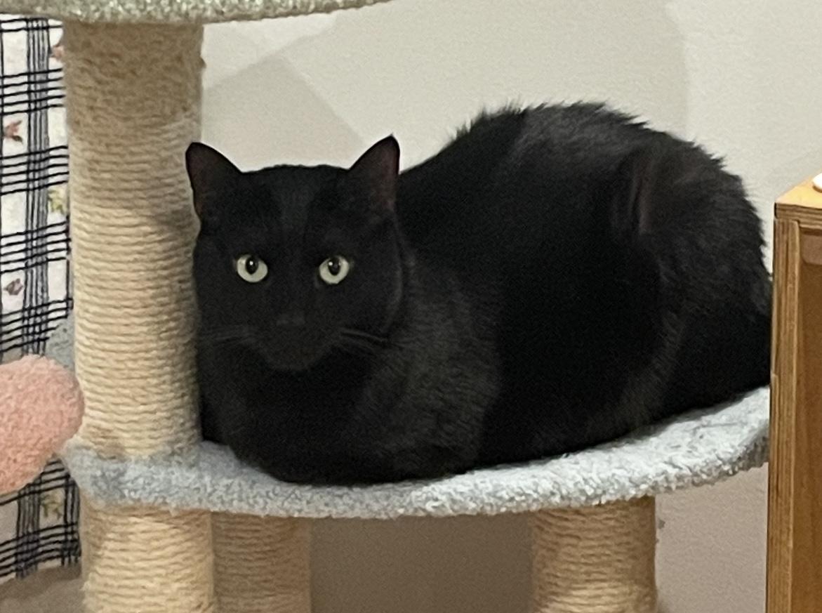 Bennie — thumbnail 6