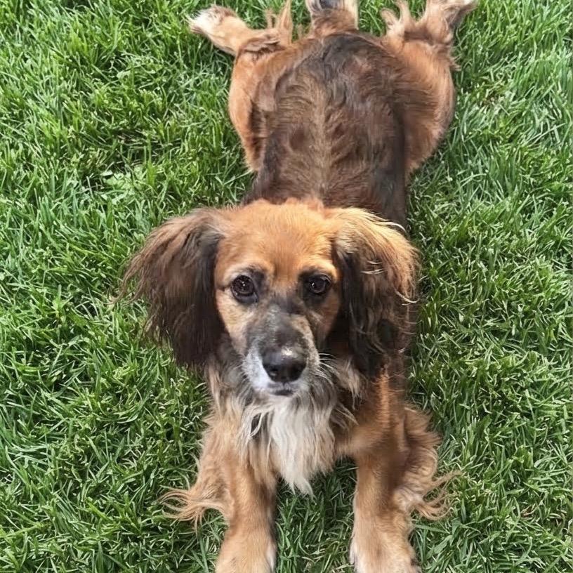 Poppy, Adoptable, Adult Male Dachshund (Long Haired).