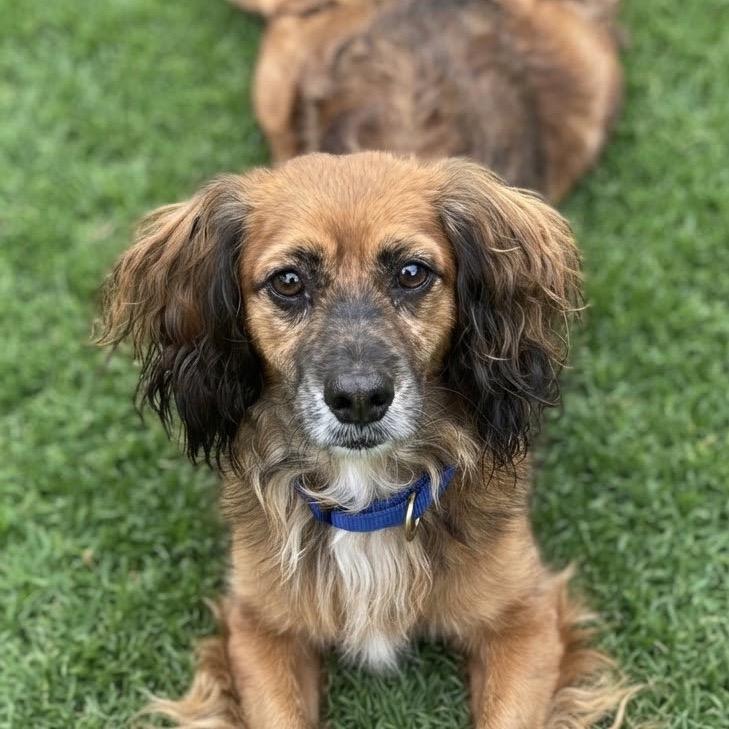 Enlarge Poppy, a Adoptable Dachshund (Long Haired) in Las Vegas, NV image 2/2