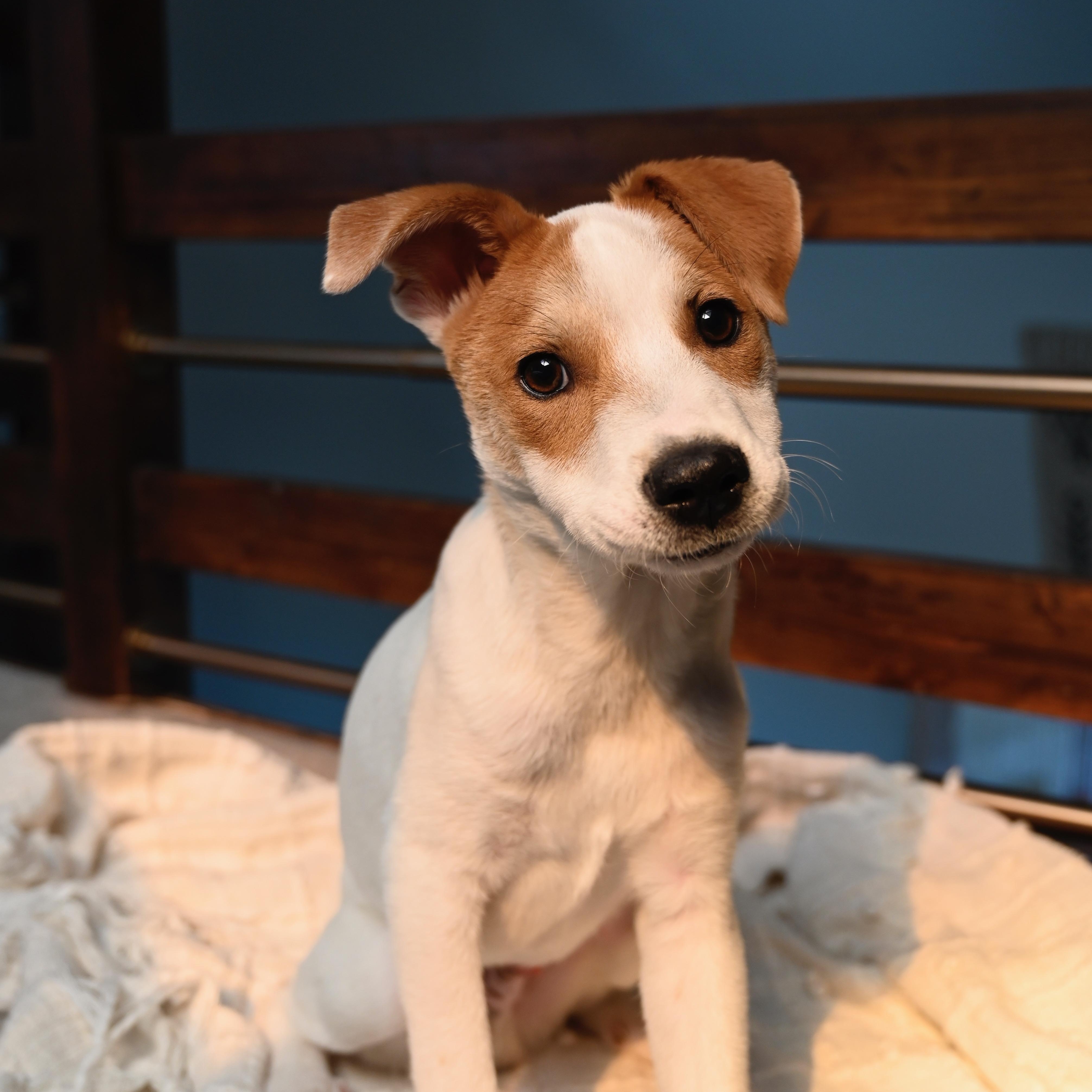 Enlarge Bing, a Adoptable mixed breed in San Diego, CA image 4/4