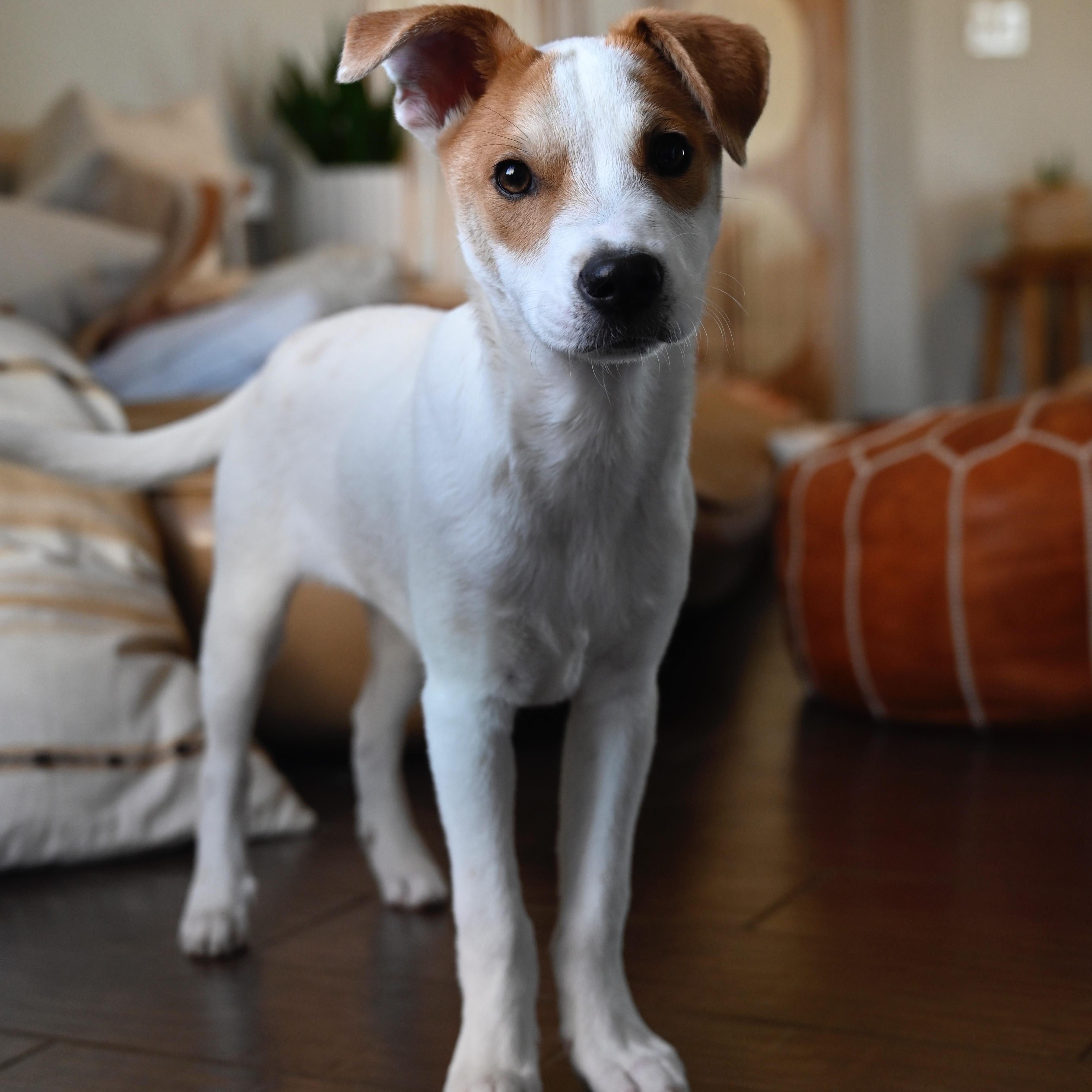 Enlarge Bing, a Adoptable mixed breed in San Diego, CA image 2/4
