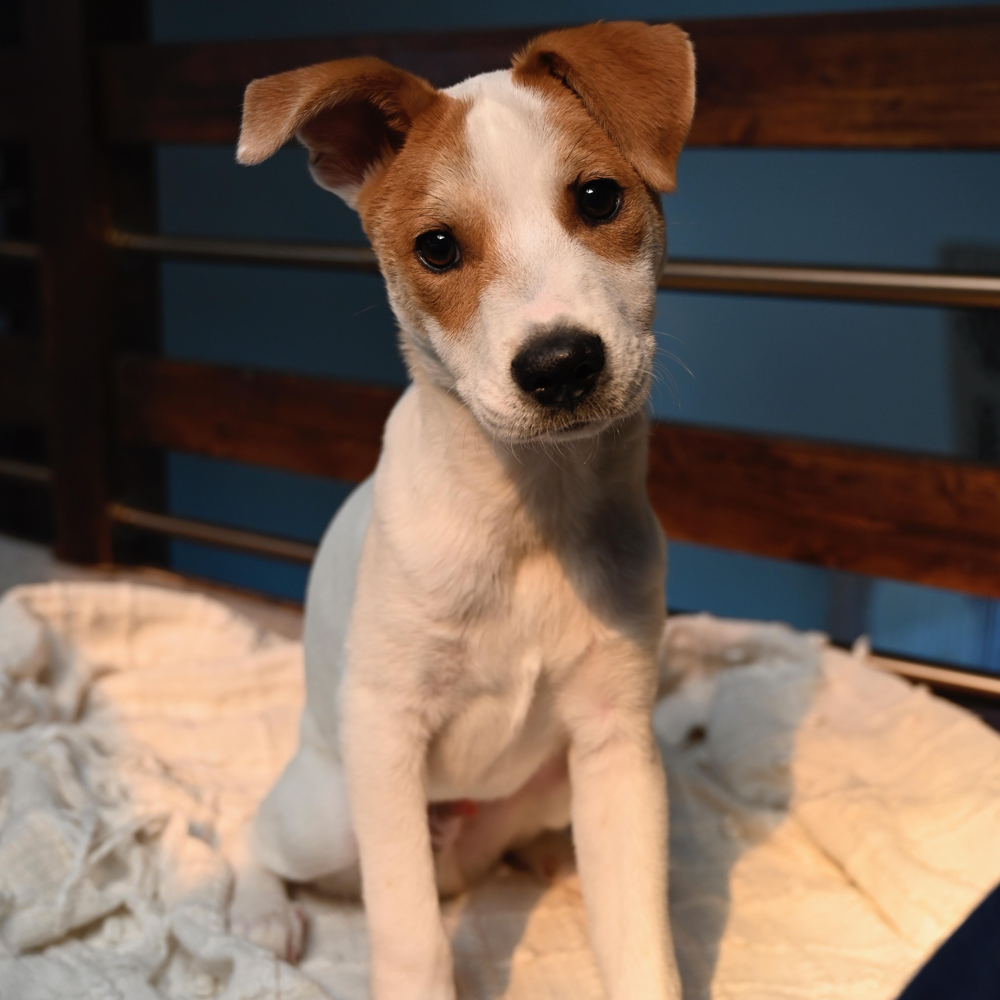 Enlarge Bing, a Adoptable mixed breed in San Diego, CA image 1/4