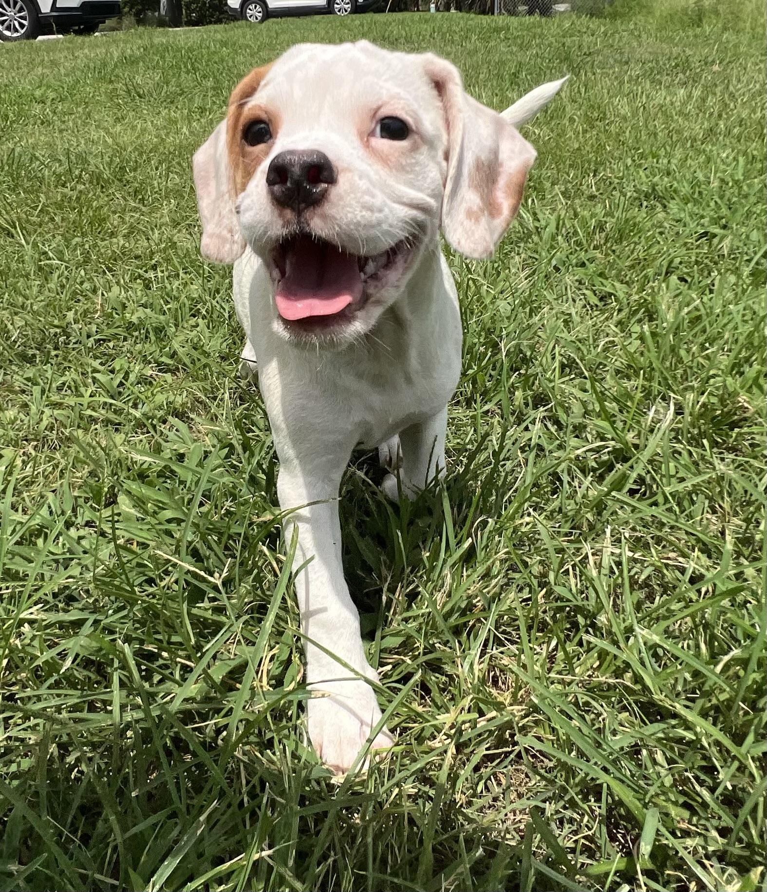 Fred, a ADOPTABLE mixed breed in Mt Pleasant, SC image 3/5
