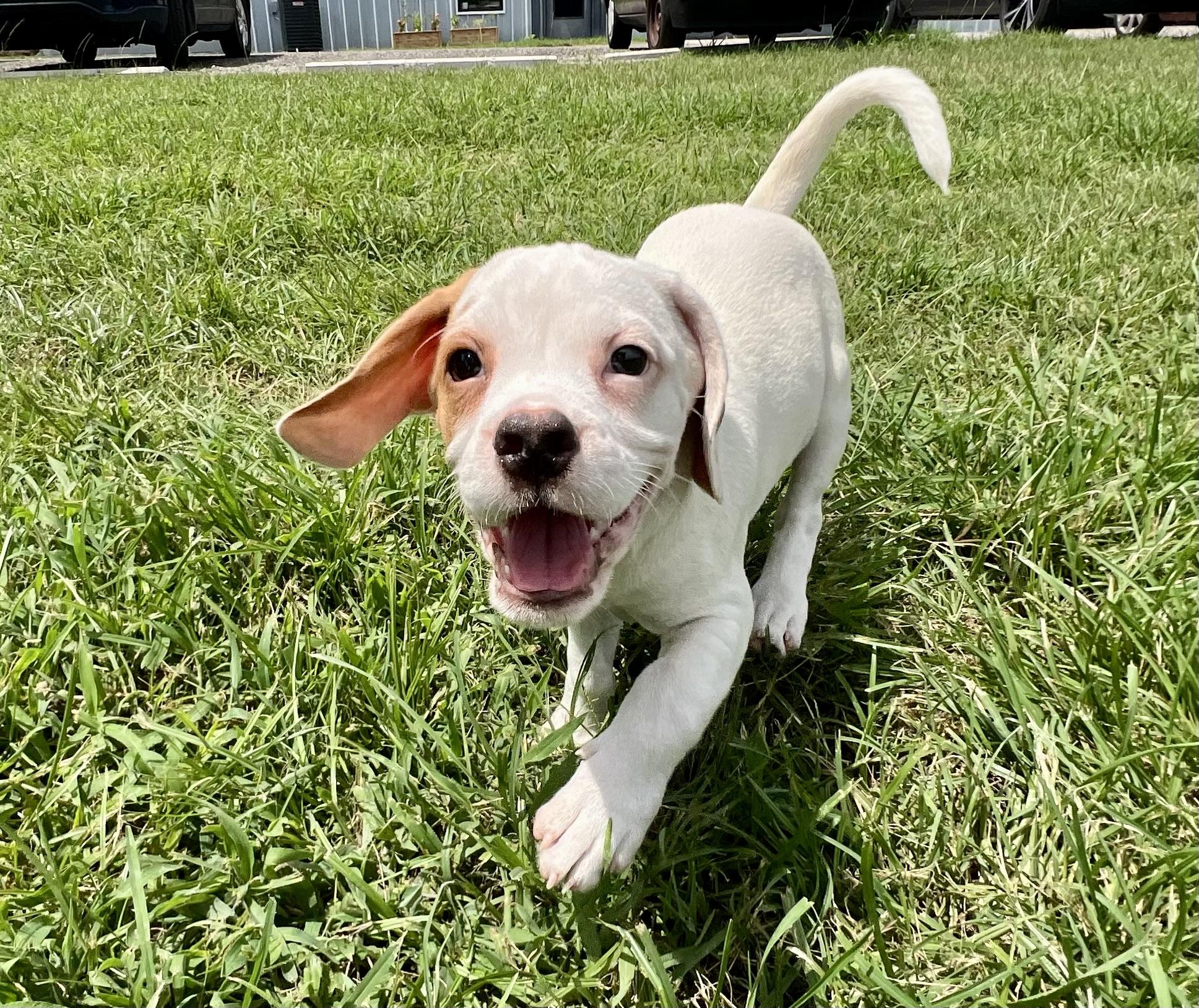 Fred, a ADOPTABLE mixed breed in Mt Pleasant, SC image 5/5
