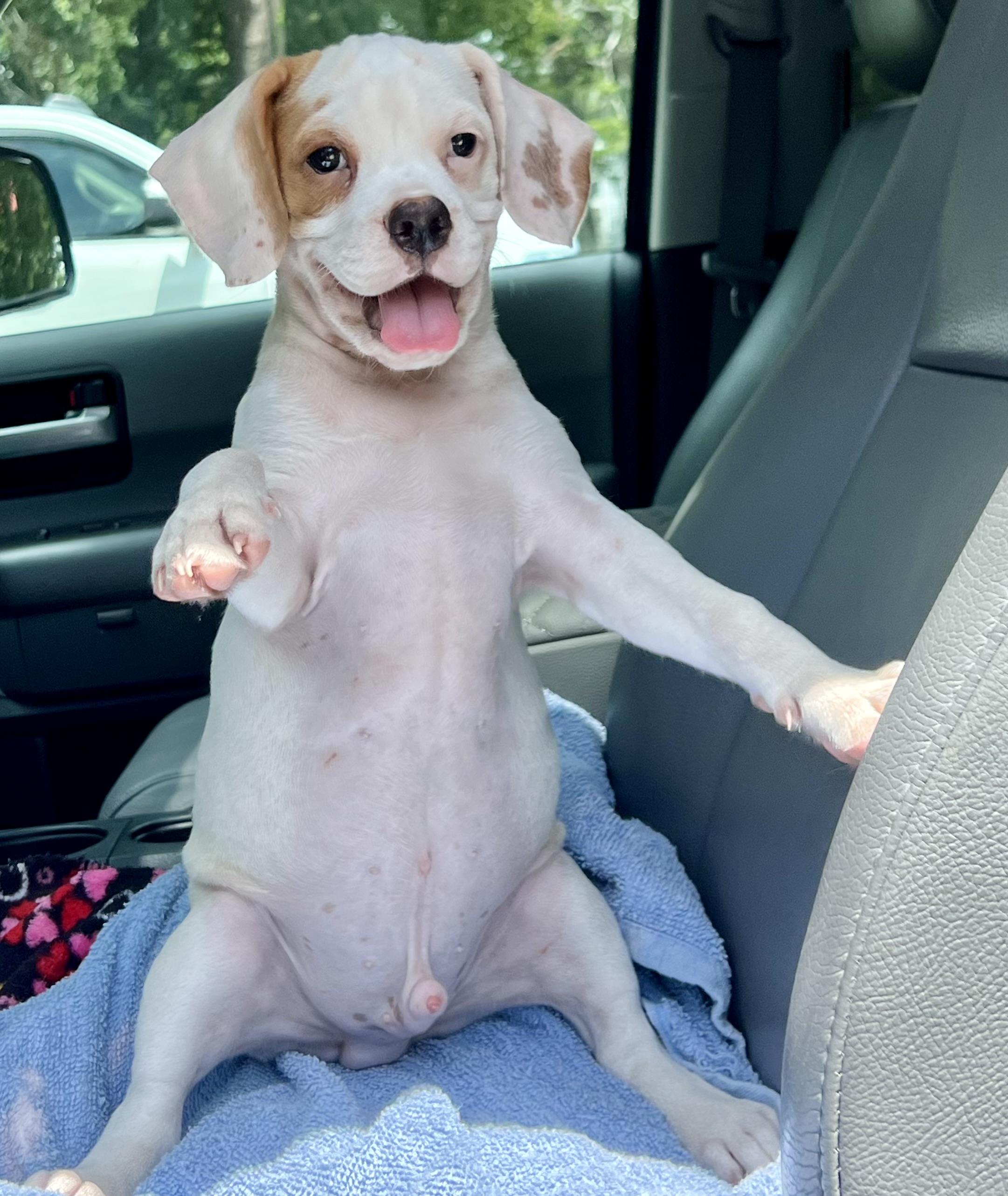Fred, a ADOPTABLE mixed breed in Mt Pleasant, SC image 4/5