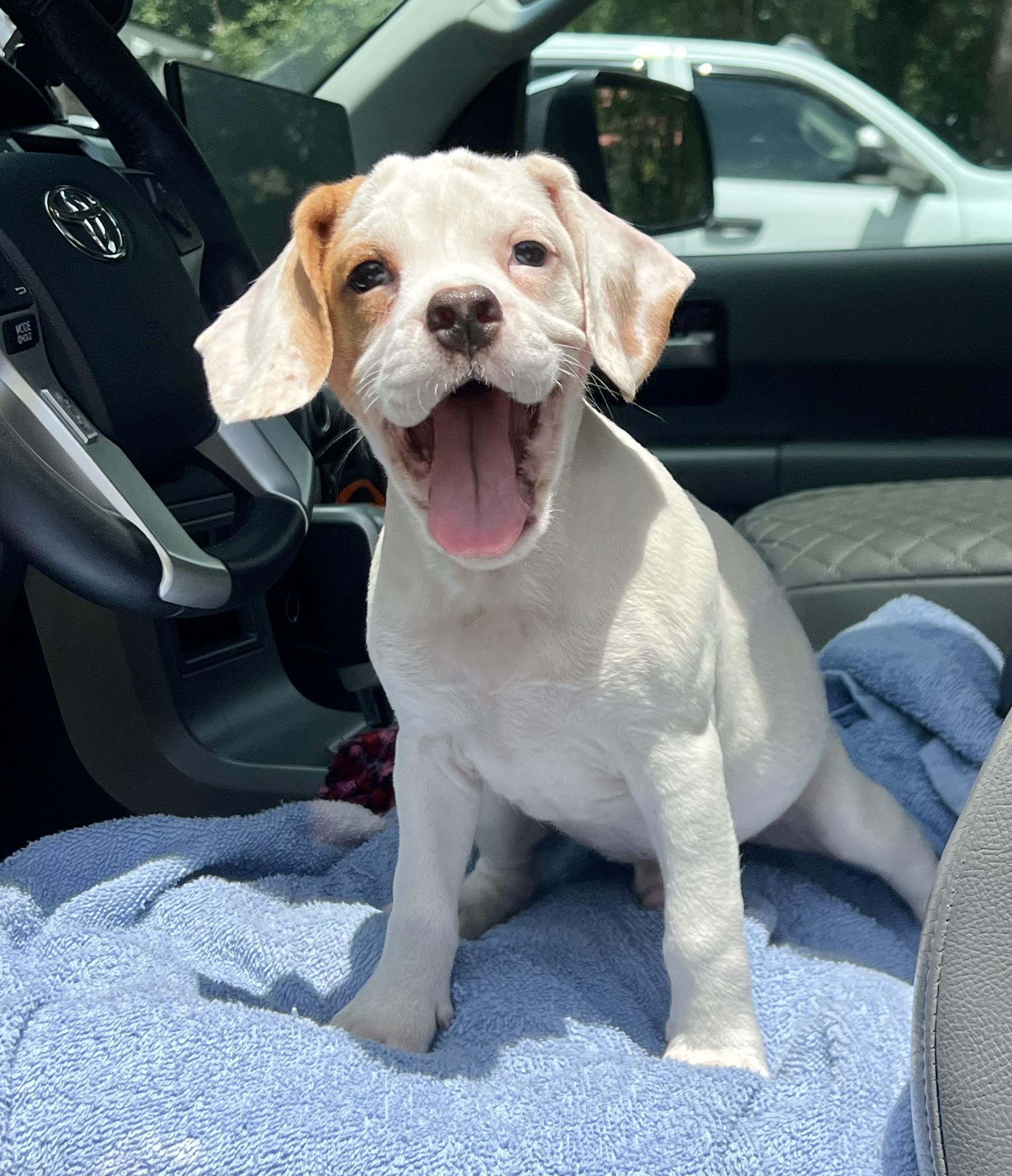Fred, a ADOPTABLE mixed breed in Mt Pleasant, SC image 2/5