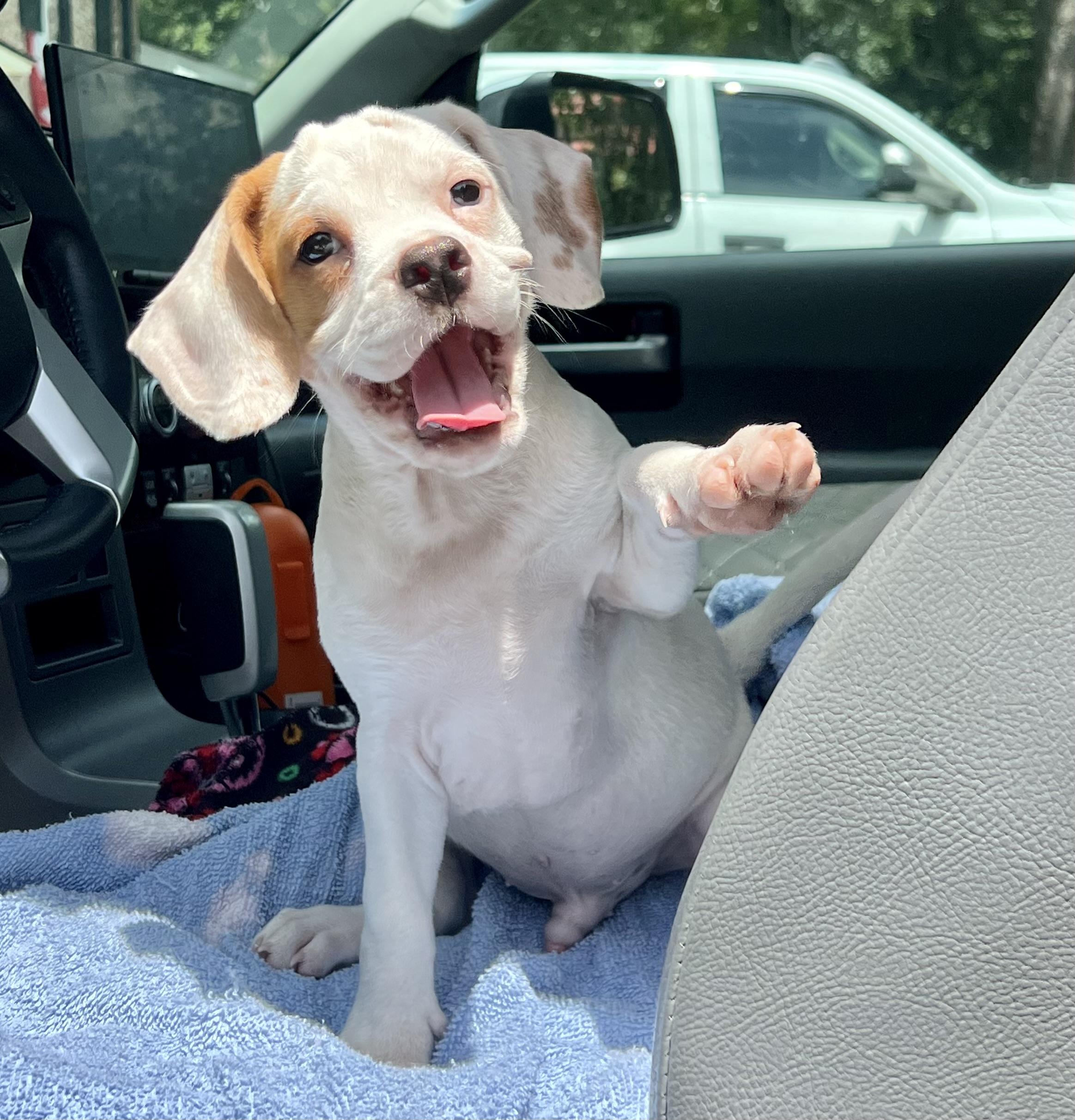 Fred, ADOPTABLE, Puppy Male Mixed Breed.