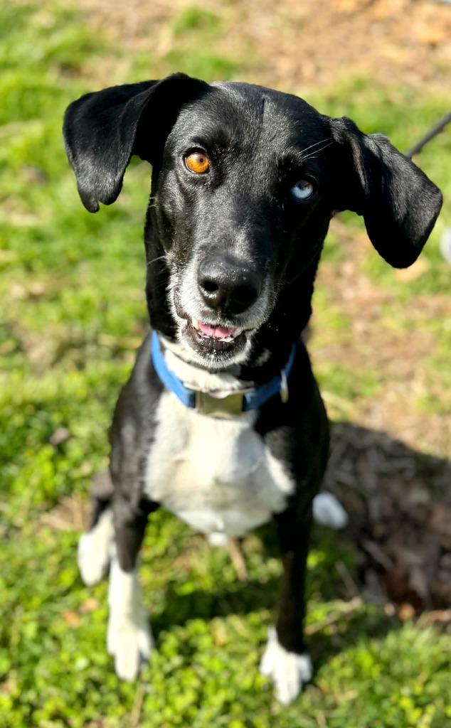Bowie, Adoptable, Adult Male Labrador Retriever & Hound.