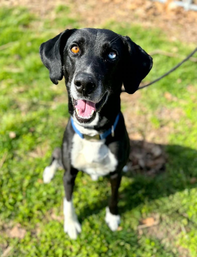 Enlarge Bowie, a Adoptable mixed breed in Effingham, IL image 2/2