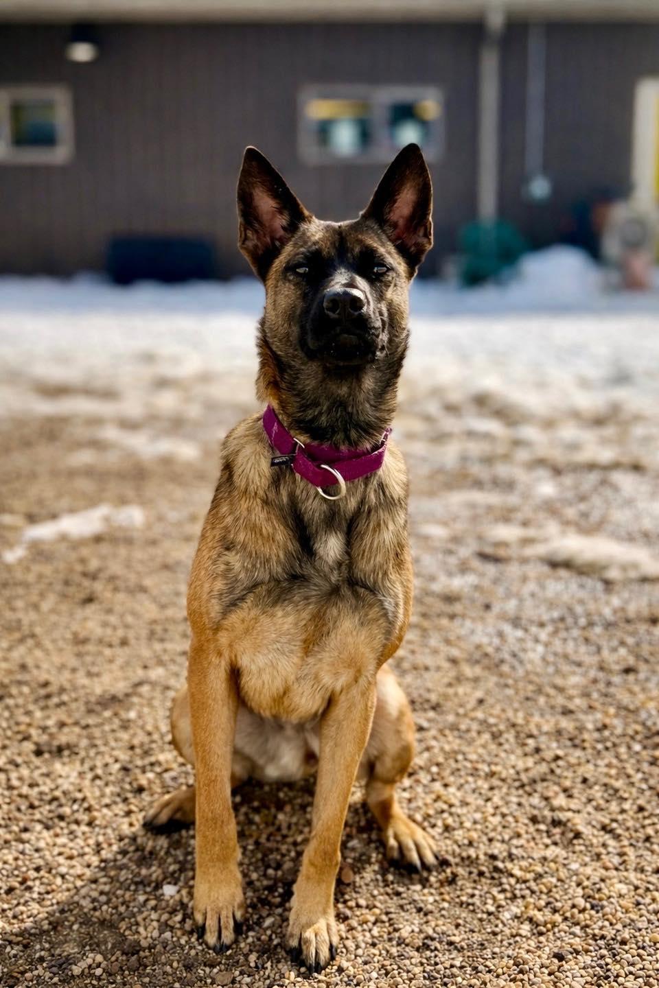 Nikki, ADOPTABLE, Adult Female Belgian Shepherd / Malinois.