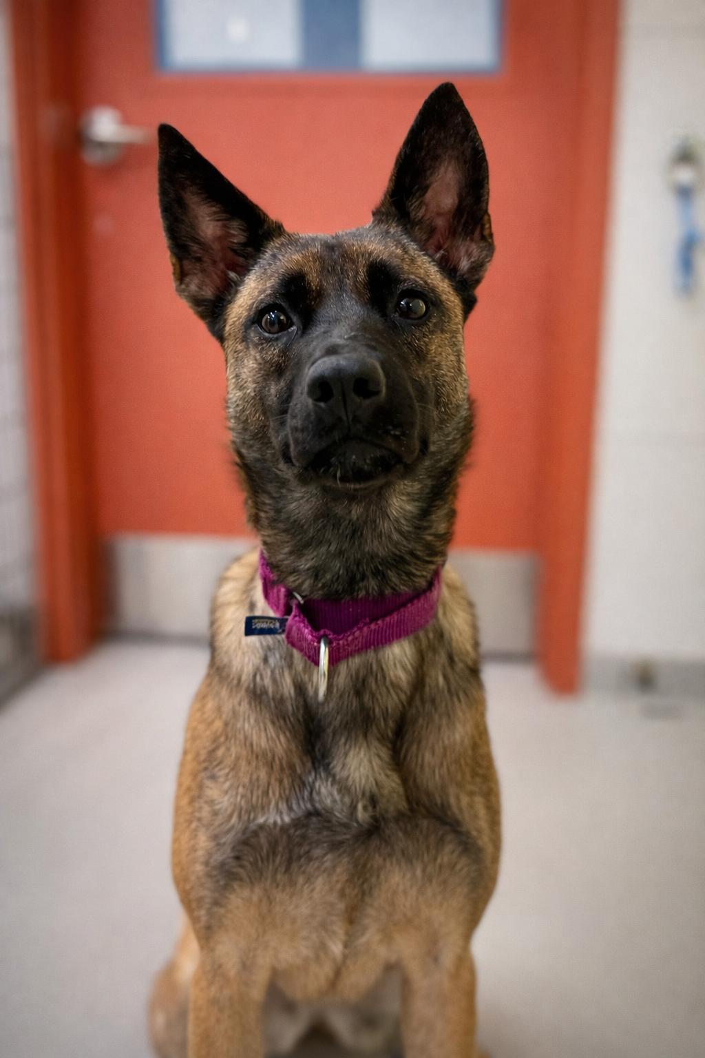 Enlarge Nikki, a ADOPTABLE mixed breed in AQUEBOGUE, NY image 2/6