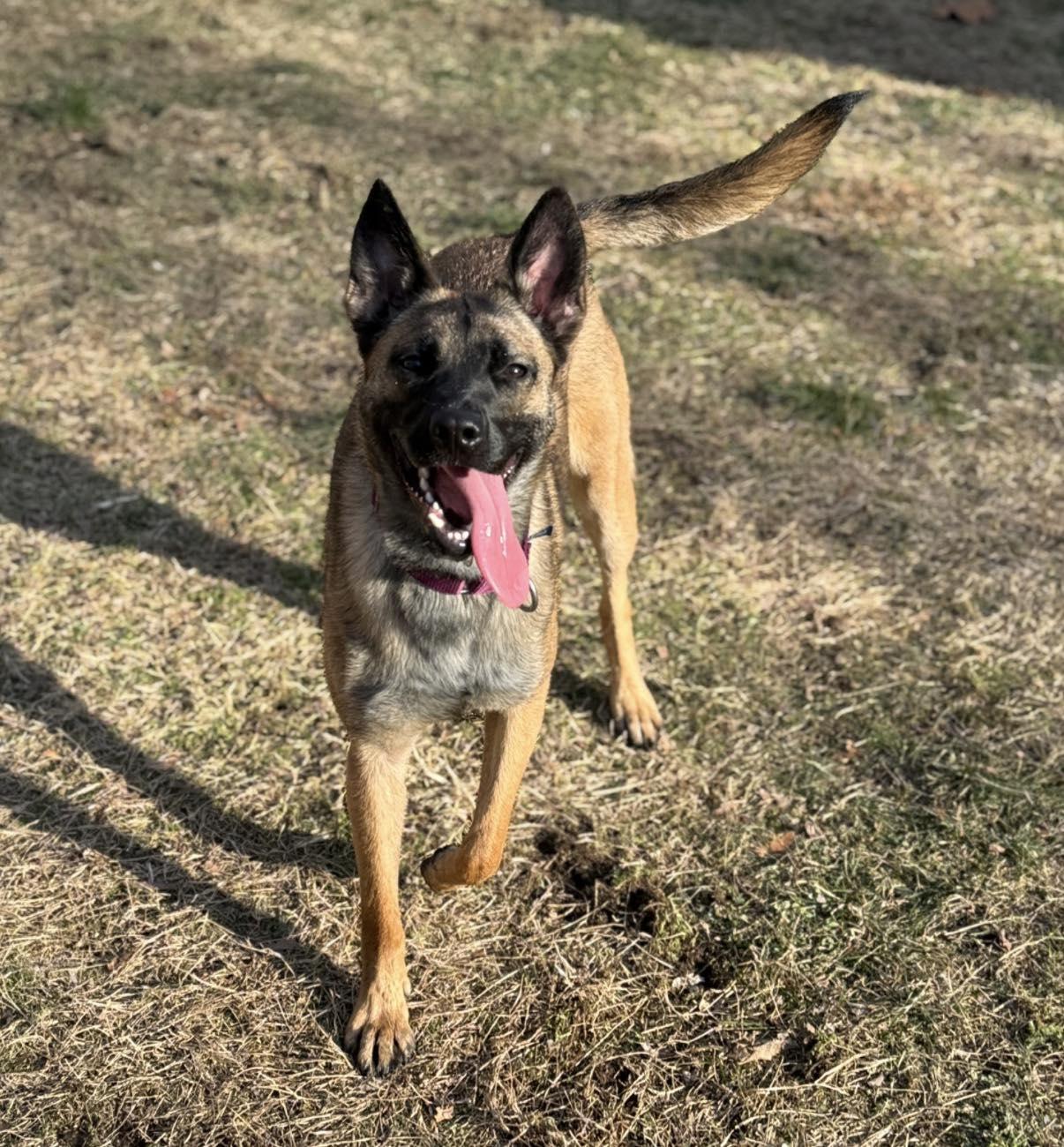 Enlarge Nikki, a ADOPTABLE mixed breed in AQUEBOGUE, NY image 4/6