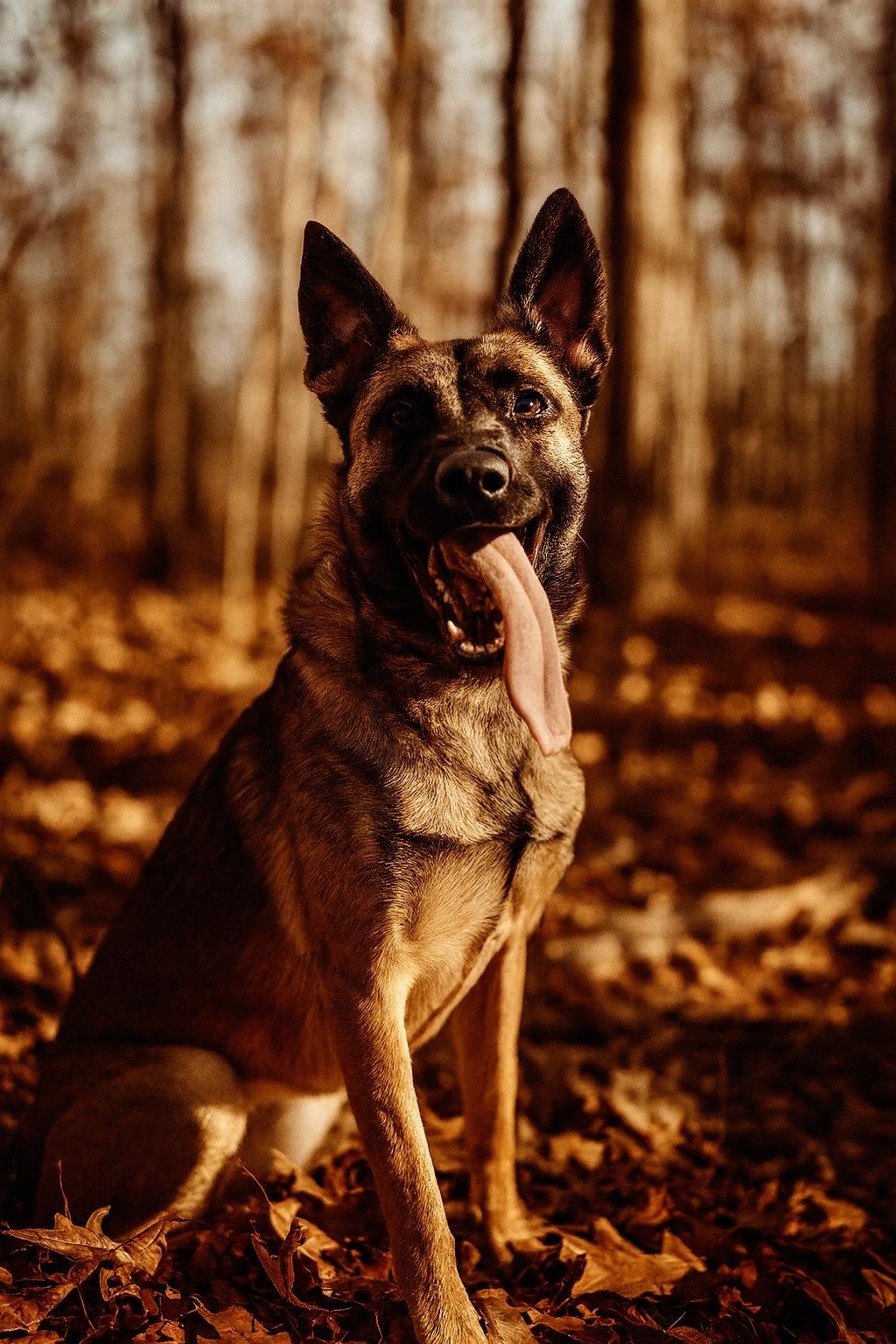 Enlarge Nikki, a ADOPTABLE mixed breed in AQUEBOGUE, NY image 2/2