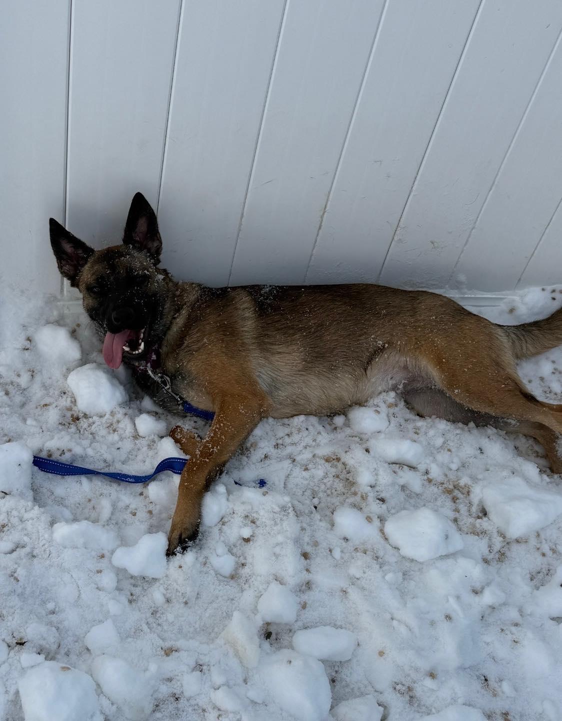 Enlarge Nikki, a ADOPTABLE mixed breed in AQUEBOGUE, NY image 3/6