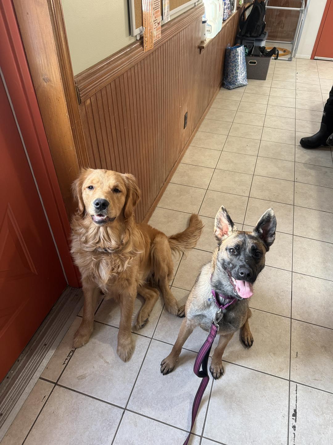 Enlarge Nikki, a ADOPTABLE mixed breed in AQUEBOGUE, NY image 6/6