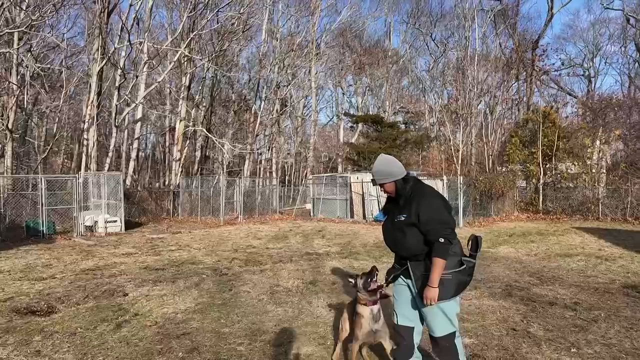 Enlarge Nikki, a ADOPTABLE mixed breed in AQUEBOGUE, NY video 5/6