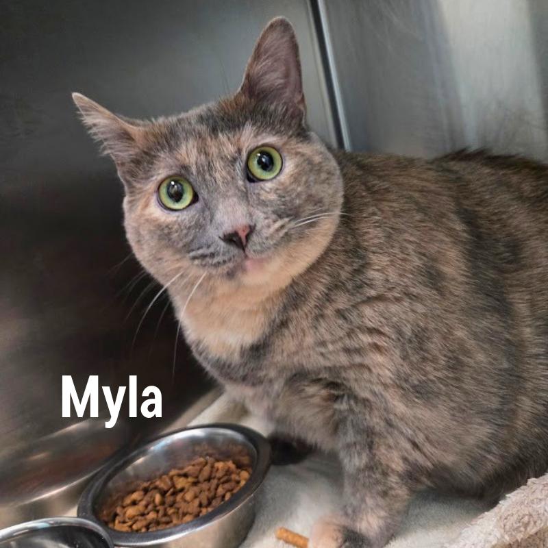Enlarge Myla, a Adoptable Domestic Medium Hair in Oak Ridge, TN image 1/2