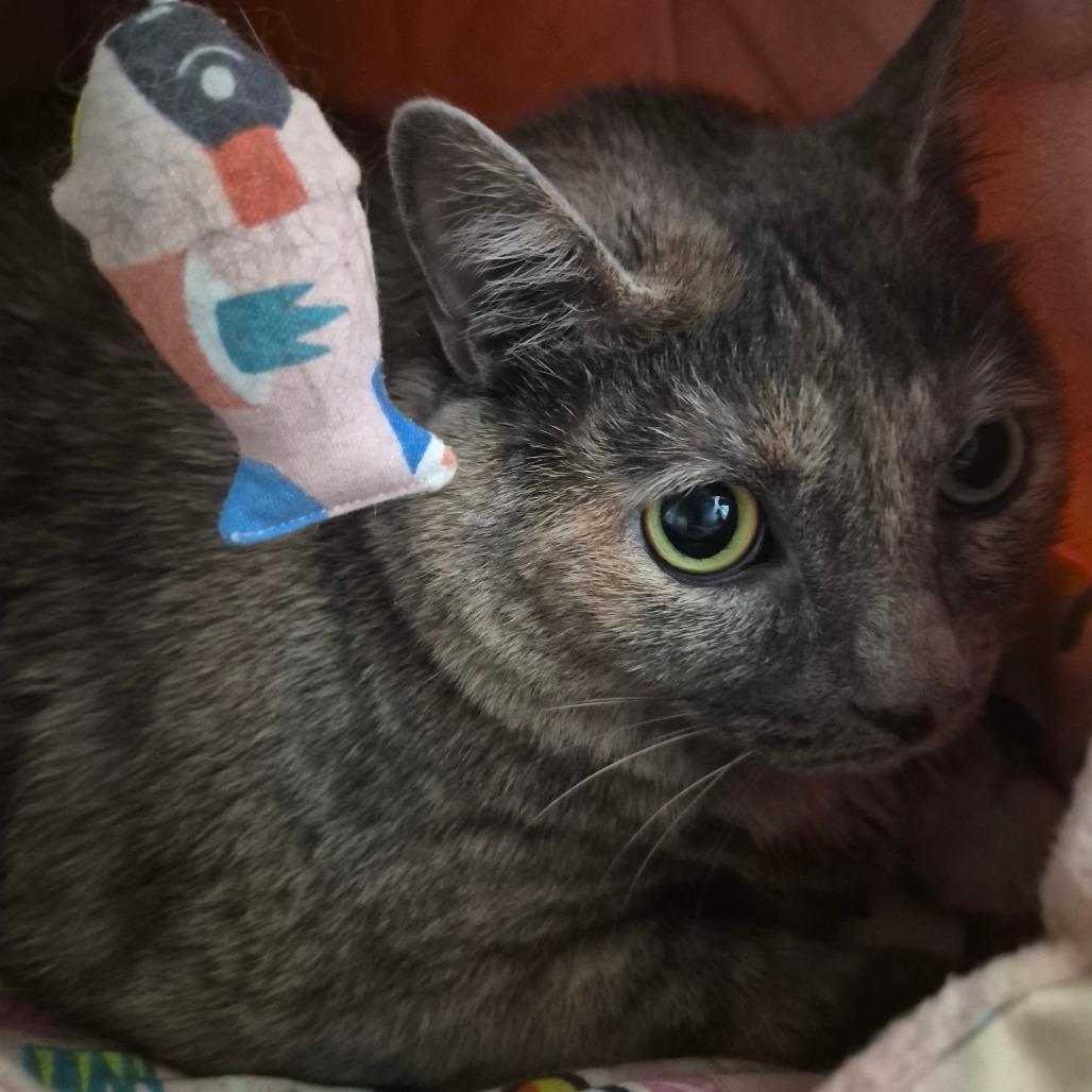 Enlarge Myla, a Adoptable Domestic Medium Hair in Oak Ridge, TN image 2/2