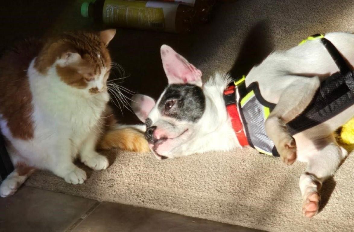 Enlarge Bingo, a ADOPTABLE mixed breed in White Plains, NY image 4/5