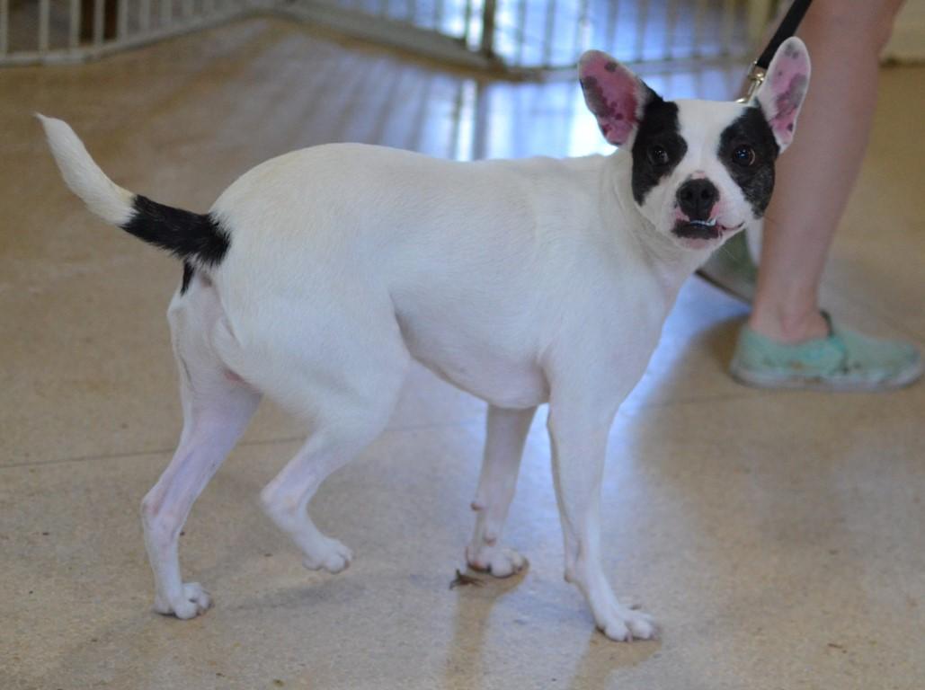 Enlarge Bingo, a ADOPTABLE mixed breed in White Plains, NY image 3/5