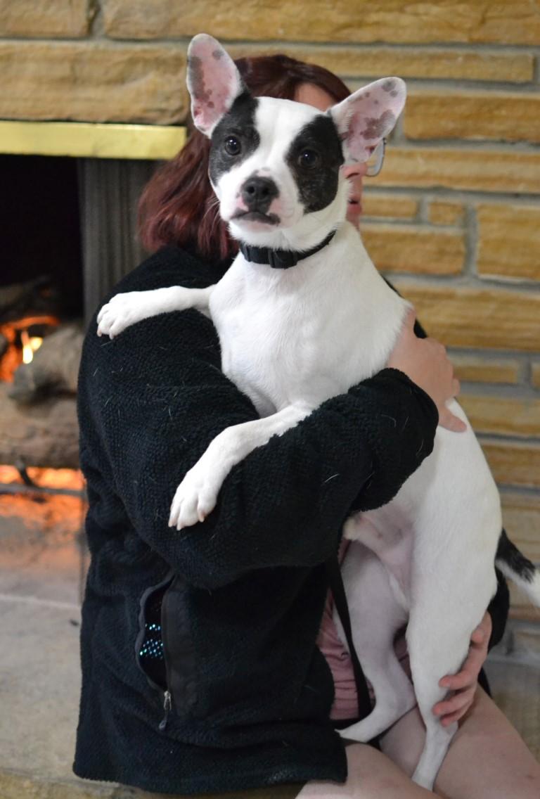 Enlarge Bingo, a ADOPTABLE mixed breed in White Plains, NY image 1/5