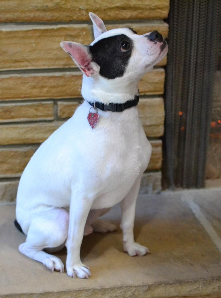 Enlarge Bingo, a ADOPTABLE mixed breed in White Plains, NY image 2/5