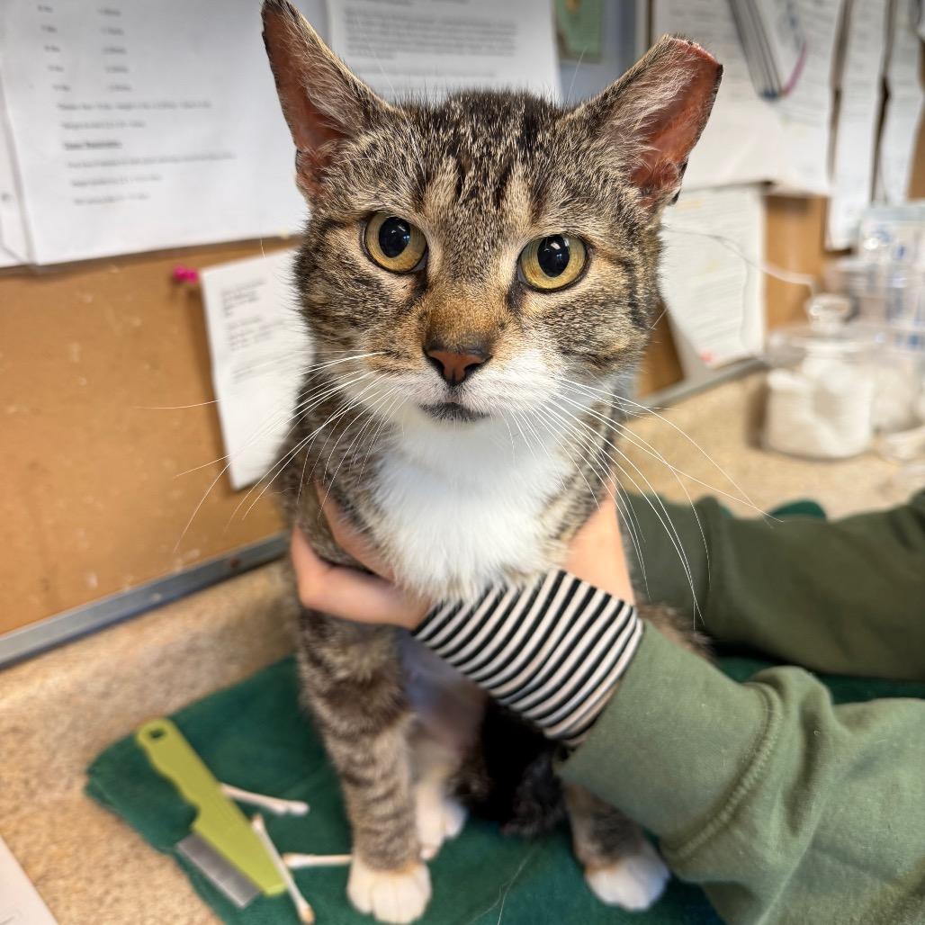 Margo, Adoptable, Adult Female Domestic Short Hair.