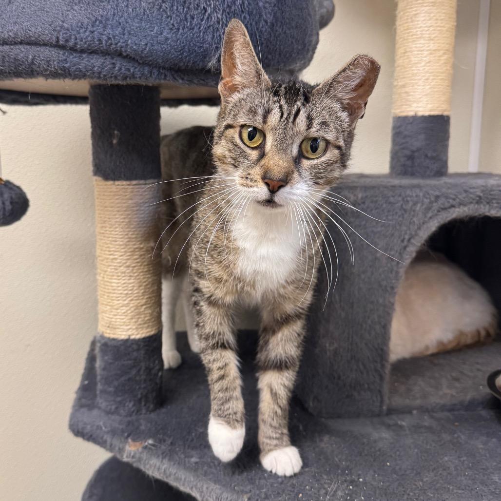 Margo, a Adoptable Domestic Short Hair in Easton, PA image 2/4