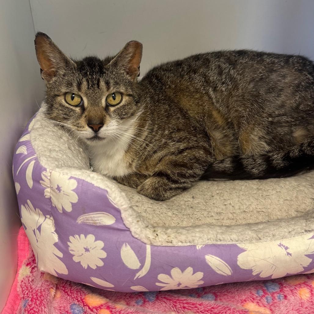 Margo, a Adoptable Domestic Short Hair in Easton, PA image 2/2