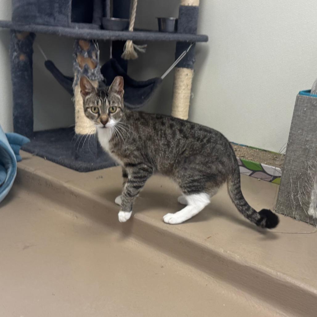 Margo, a Adoptable Domestic Short Hair in Easton, PA image 4/4