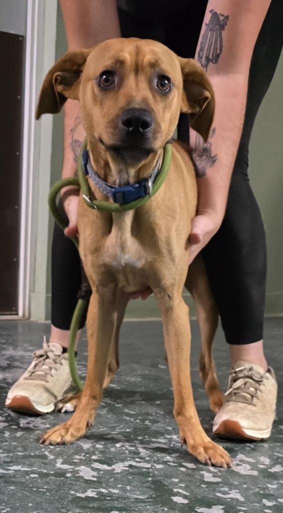 Mason, Adoptable, Young Male Coonhound & Beagle.