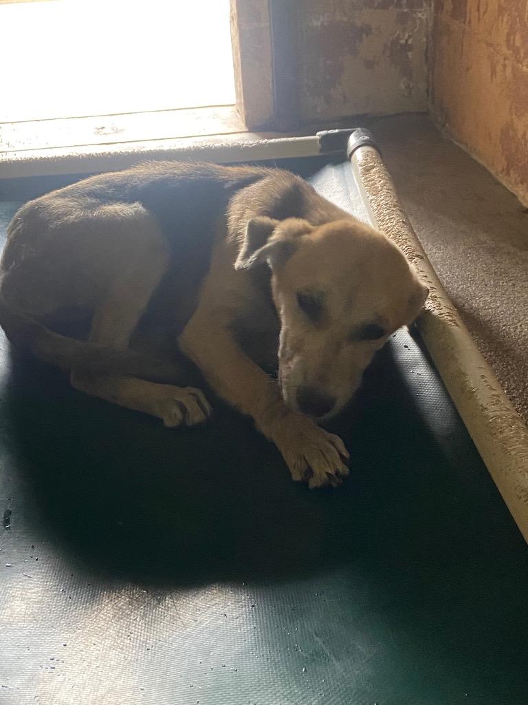 Enlarge Padme, a Adoptable Labrador Retriever in Swainsboro, GA image 1/1