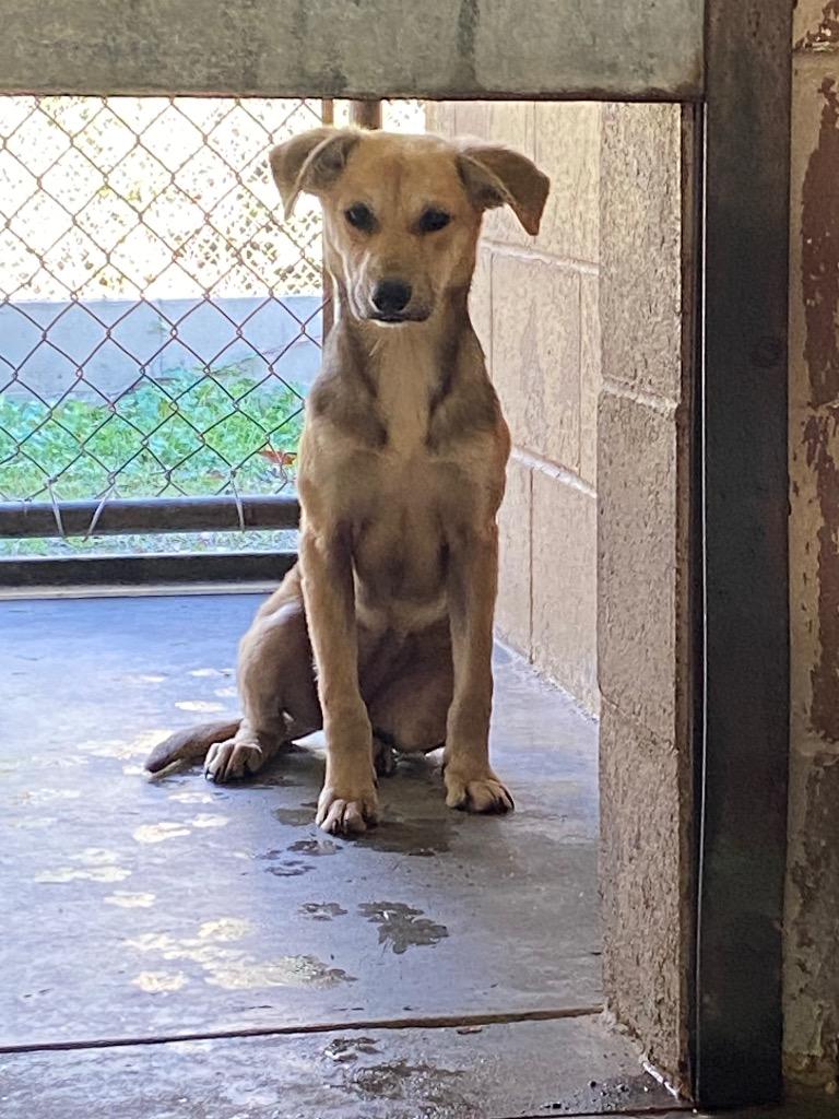 Enlarge Padme, a Adoptable Labrador Retriever in Swainsboro, GA image 2/2