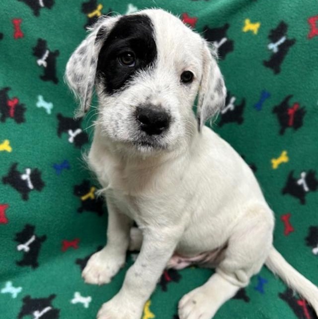 Enlarge London, an adopted mixed breed in Bartonsville, PA image 5/5