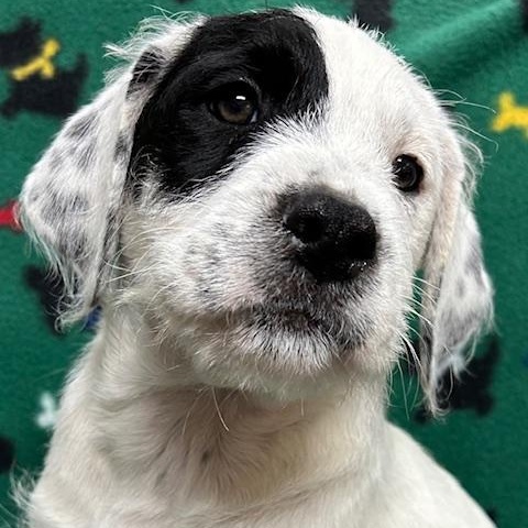 Enlarge London, an adopted mixed breed in Bartonsville, PA image 3/5