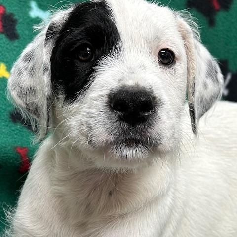 Enlarge London, an adopted mixed breed in Bartonsville, PA image 2/5