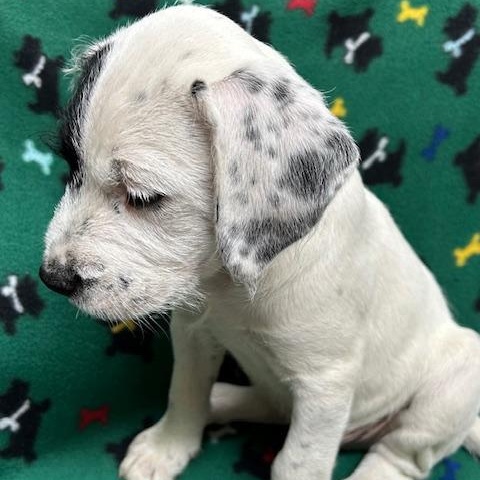 Enlarge London, an adopted mixed breed in Bartonsville, PA image 4/5