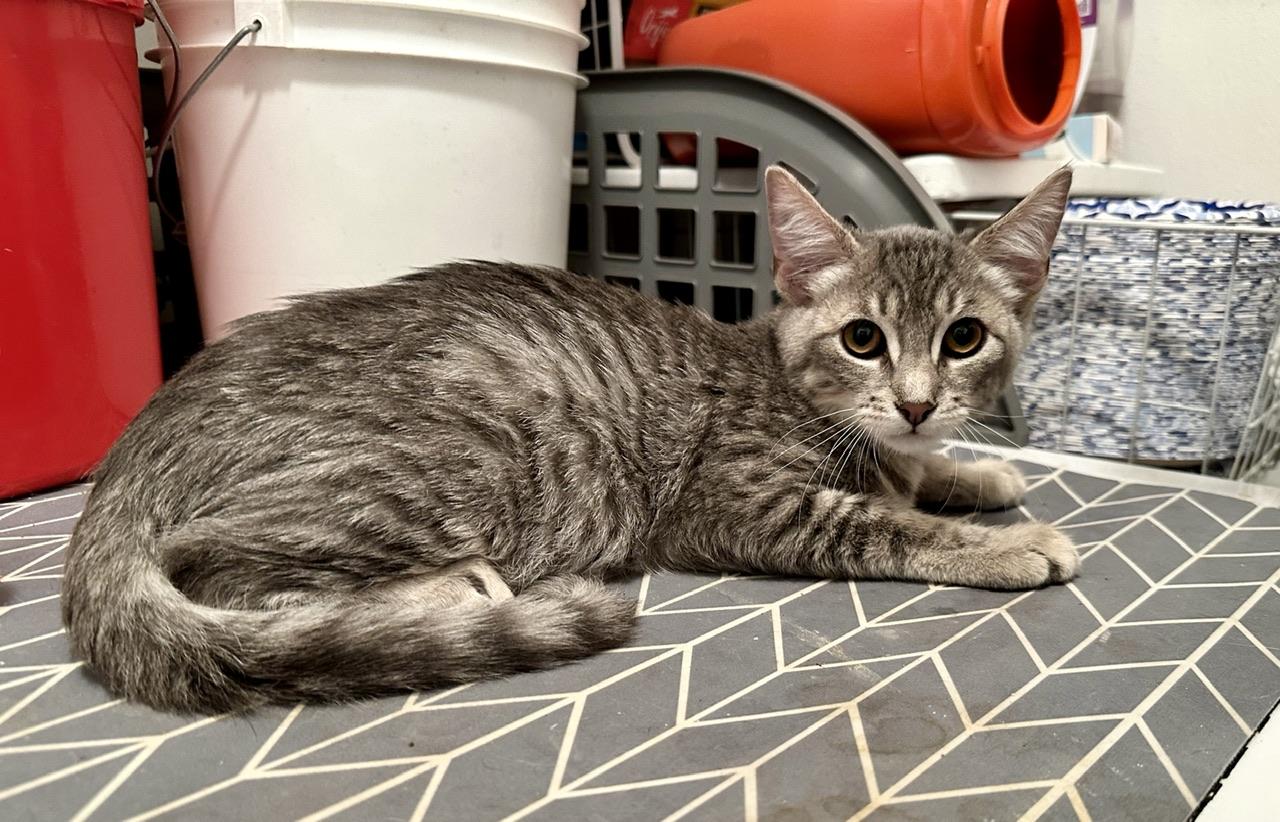 Enlarge Tammy, a Adoptable mixed breed in Mission Viejo, CA image 2/2