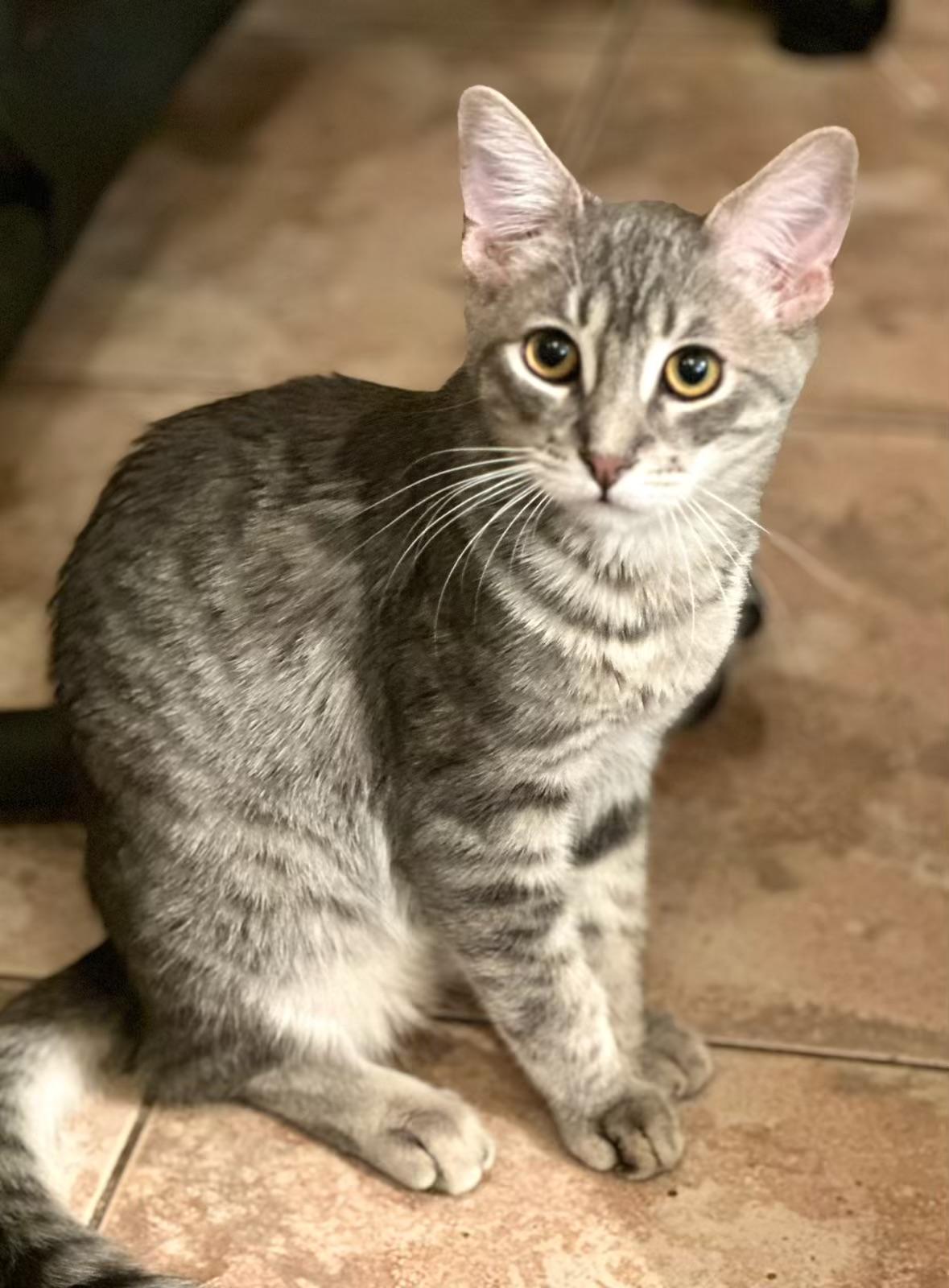 Enlarge Tammy, a Adoptable mixed breed in Mission Viejo, CA image 1/2