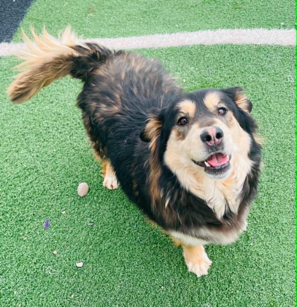 Kiara, Adoptable, Adult Female German Shepherd Dog & Husky.
