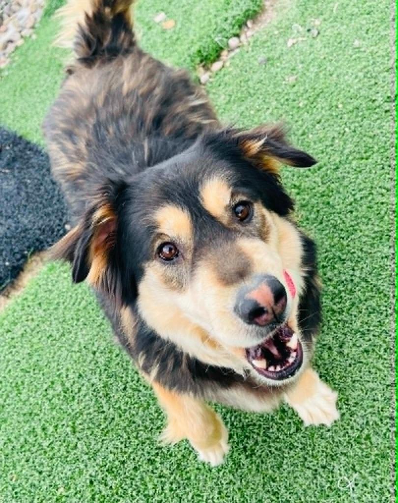 Enlarge Kiara, a Adoptable mixed breed in Green River, WY image 2/6