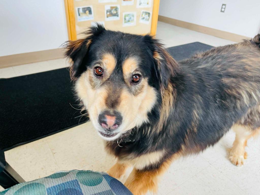 Enlarge Kiara, a Adoptable mixed breed in Green River, WY image 3/6