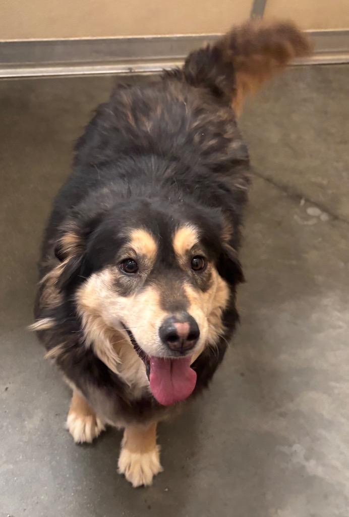 Enlarge Kiara, a Adoptable mixed breed in Green River, WY image 4/6