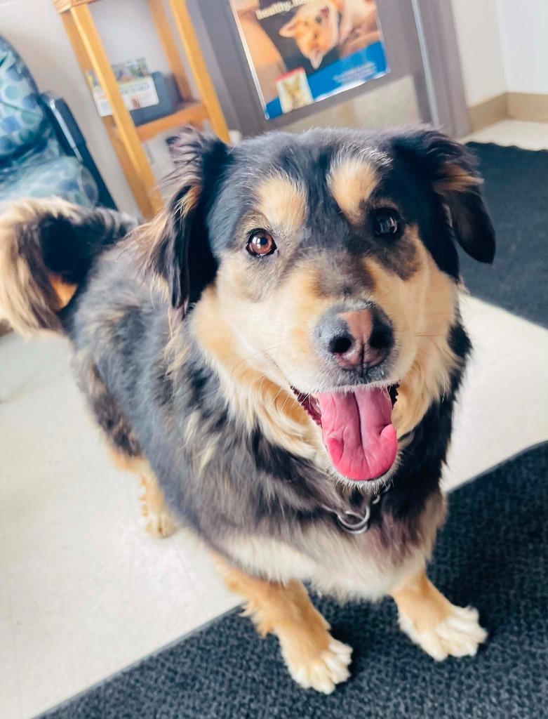 Enlarge Kiara, a Adoptable mixed breed in Green River, WY image 5/6